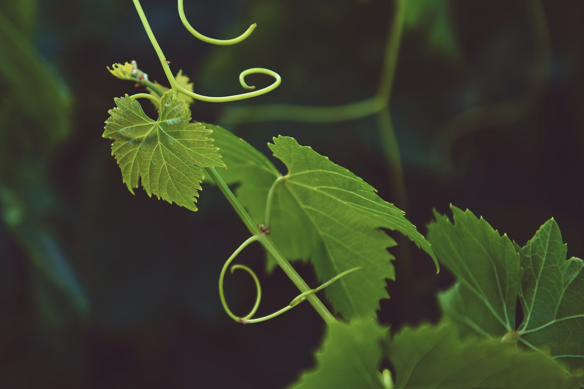 vins de France et d'Europe, bio, biodynamie et natures